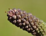 Sanguisorba officinalis. Часть развивающегося соцветия с бутонами и первым распустившимся цветком. Приморский край, Уссурийский гор. округ, окр. с. Монакино, покосный луг на небольшой сопке. 20.07.2023.