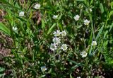 Cerastium arvense