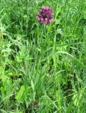 Allium rotundum