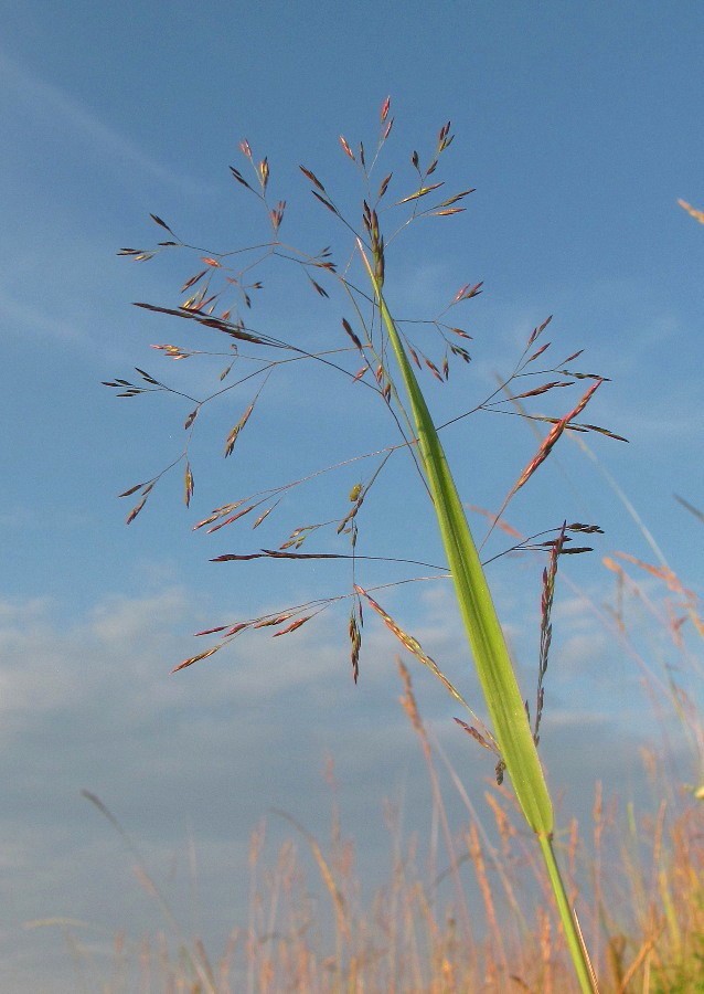 Изображение особи род Agrostis.