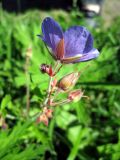 Geranium pratense. Цветок (вид со стороны чашечки) Санкт-Петербург, Павловск. 7 июля 2012 г.