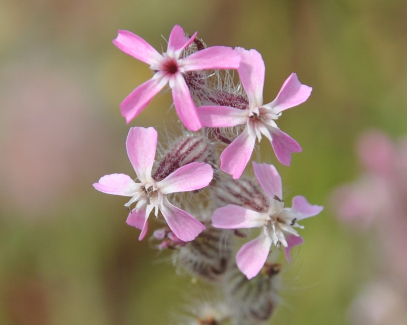 Изображение особи Silene gallica.