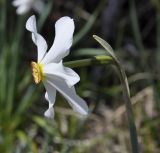 Narcissus poeticus