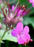 Geranium macrorrhizum