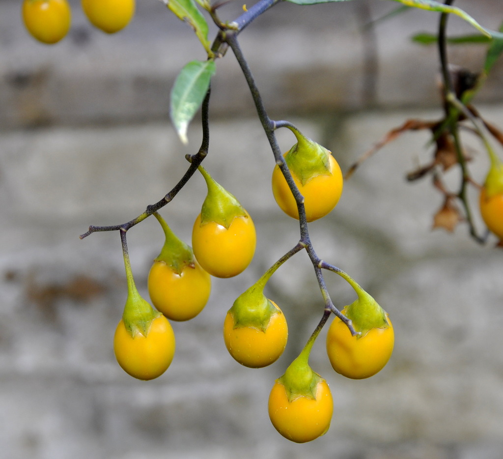 Изображение особи Solanum laciniatum.