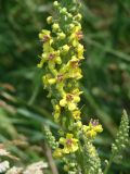 Verbascum nigrum