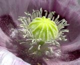 Papaver somniferum