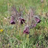 Pulsatilla bohemica