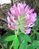 Trifolium medium