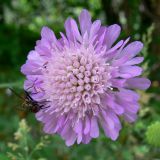 Knautia arvensis