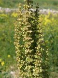 genus Rumex. Соцветия. Кыргызстан, Нарынская обл., левый берег р. Нарын, окр. с. Таш-Башат, вахтовый пос. 18.06.2015.