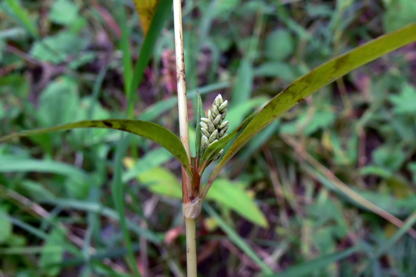 Изображение особи Persicaria lapathifolia.