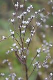 Lithospermum officinale