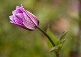 Anemone pavonina. Верхушка побега с бутоном. Греция, Пелопоннес, окр. пос. Сантомери, оливковый сад. 19.03.2015.