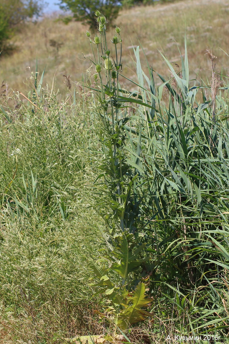 Изображение особи Dipsacus laciniatus.