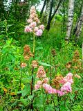 Spiraea salicifolia. Верхушки побегов с соцветиями. Камчатский край, Петропавловск-Камчатский городской округ, Октябрьский р-н, пойменный заболоченный лес, около озера Медвежье. 09.09.2015.