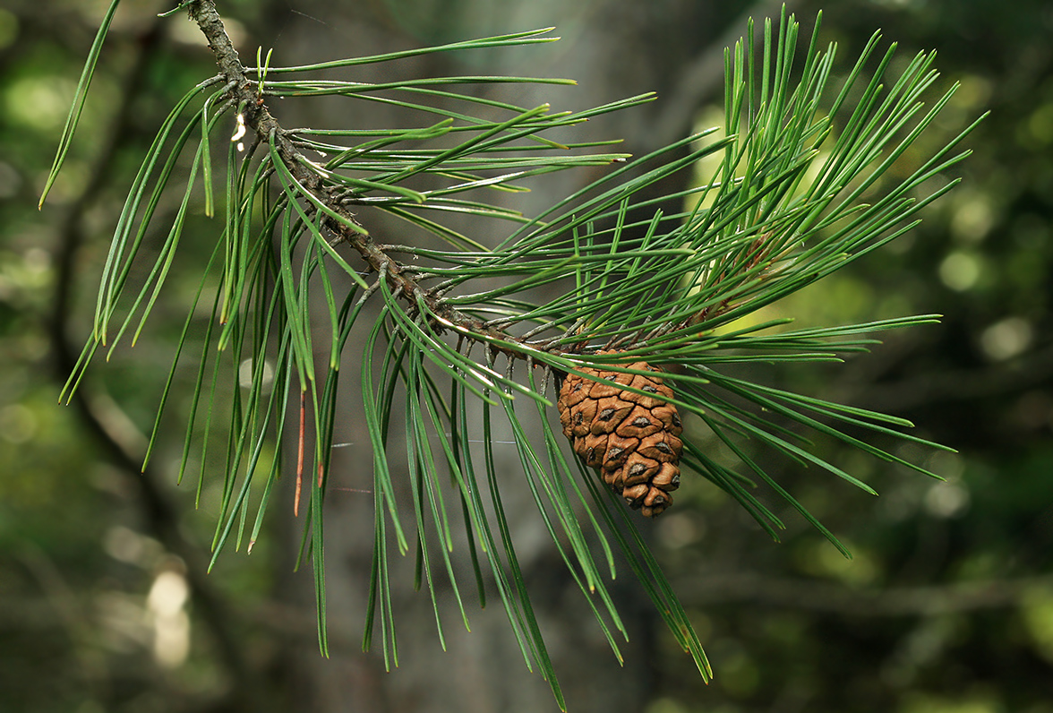 Изображение особи Pinus thunbergii.