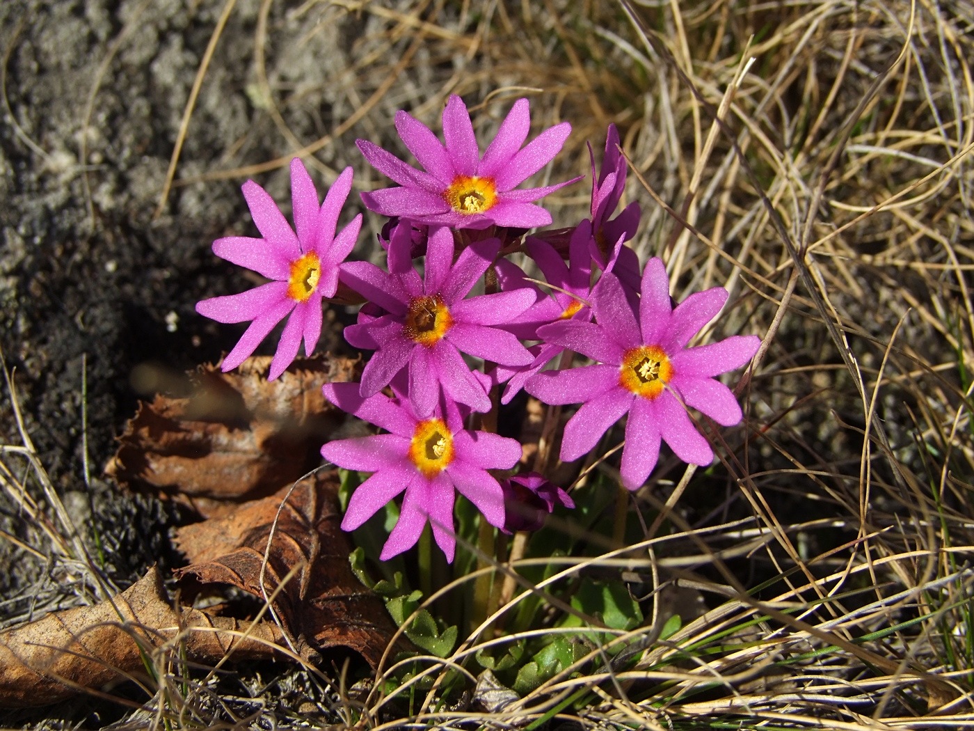 Image of Primula cuneifolia specimen.