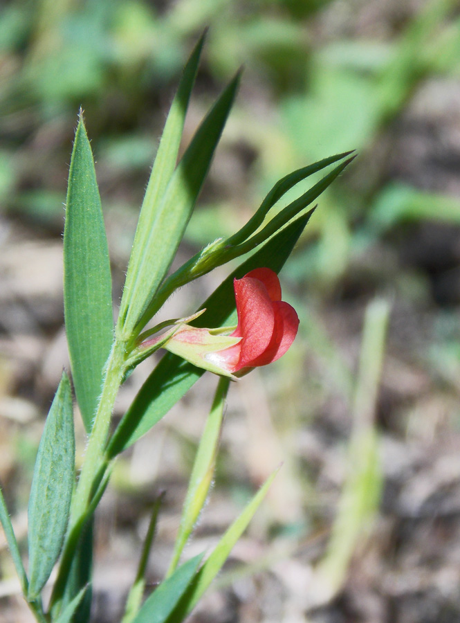 Изображение особи Lathyrus sphaericus.