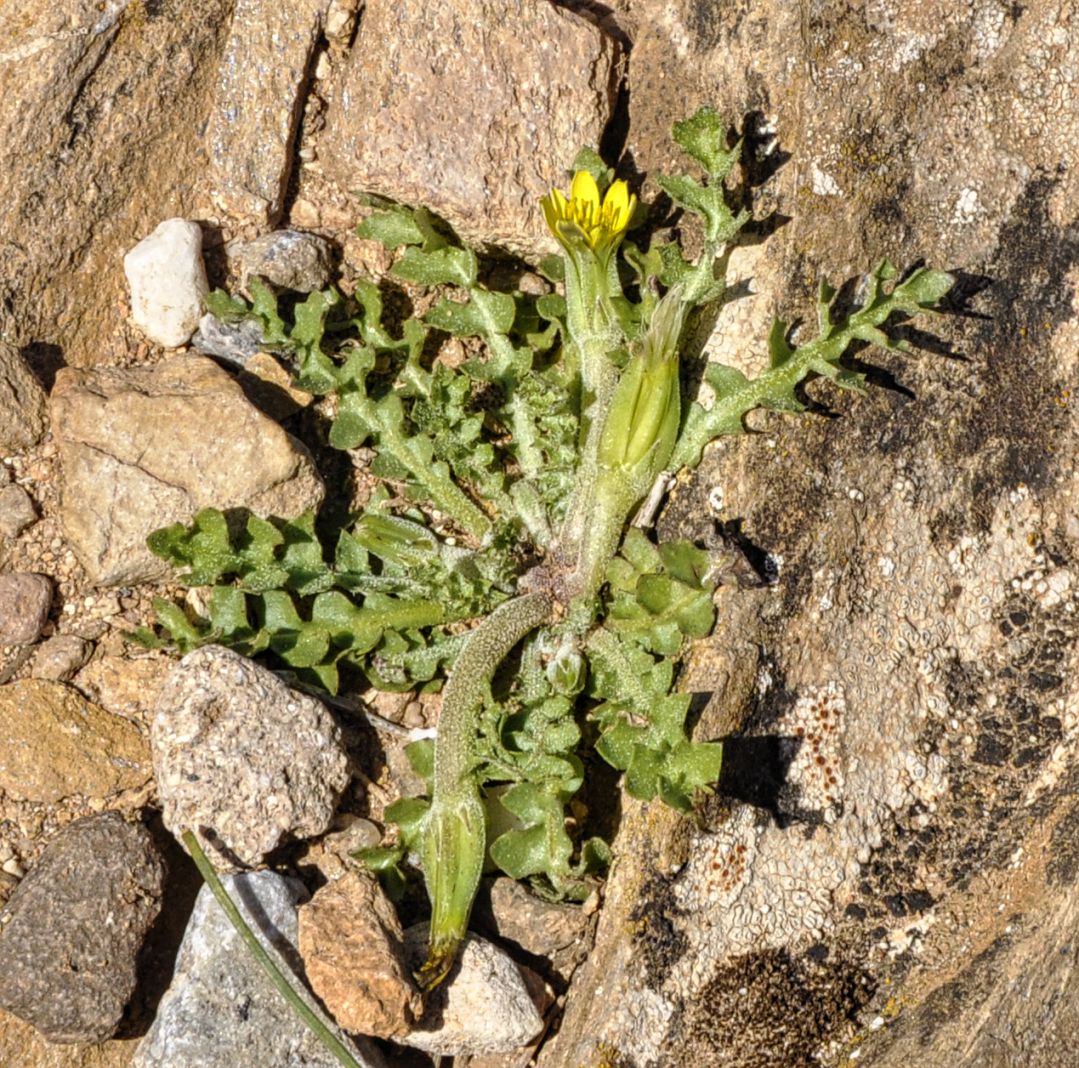 Изображение особи Hyoseris scabra.