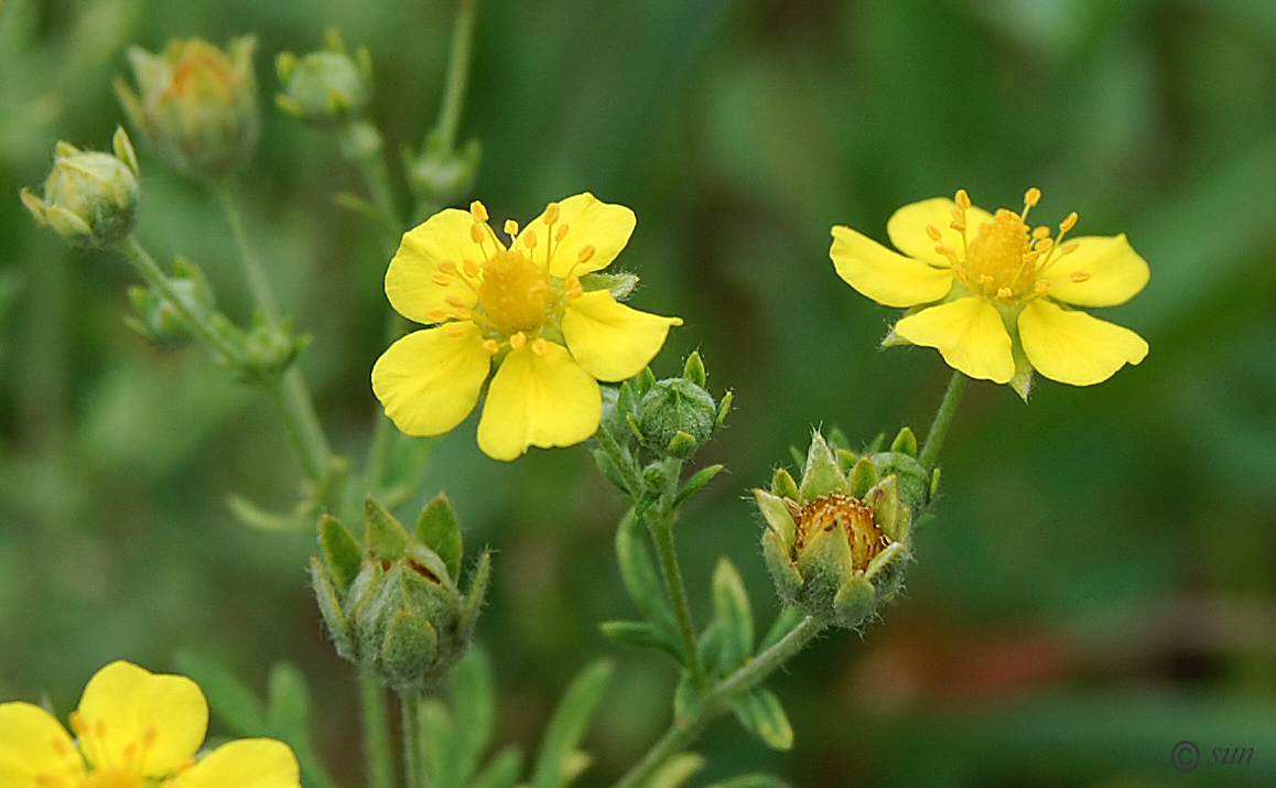 Изображение особи Potentilla argentea.