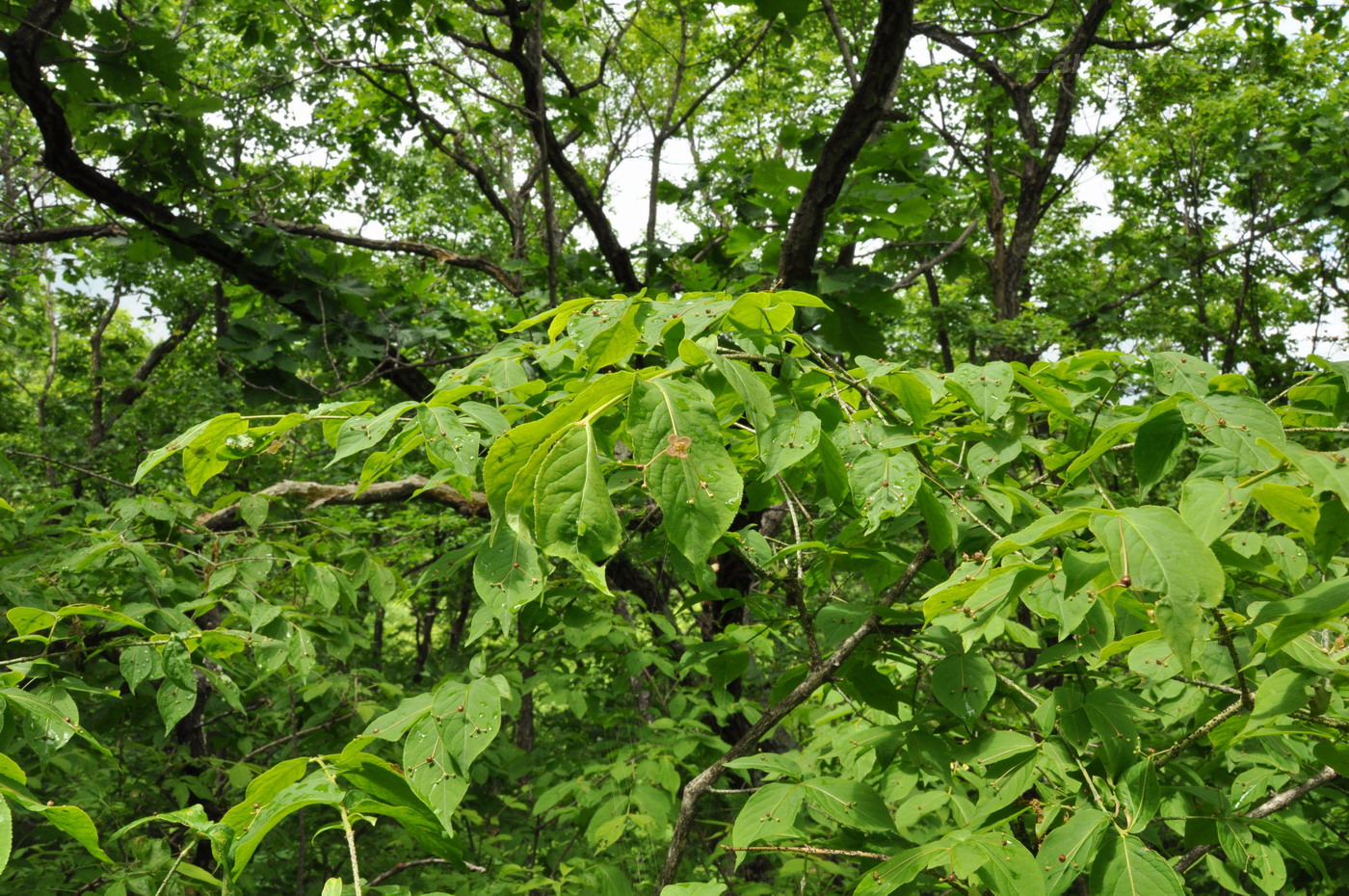 Изображение особи Euonymus pauciflorus.