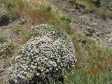 Thymus collinus