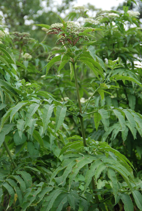 Изображение особи Sambucus ebulus.