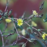 Lactuca serriola