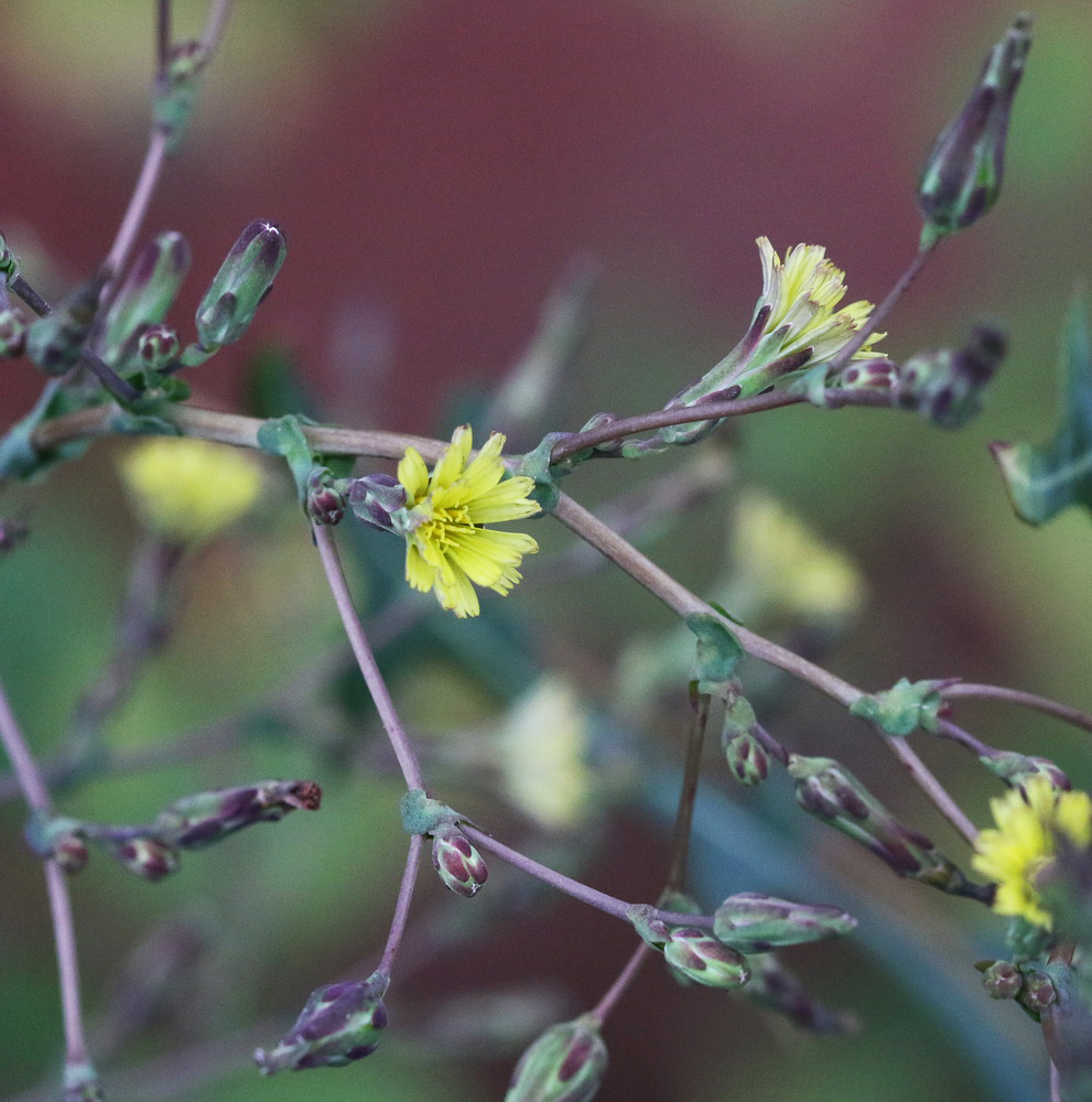 Изображение особи Lactuca serriola.