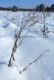 Senecio jacobaea. Высохшие отплодоносившие растения. Псковская обл., Опочецкий р-н, 393 км шоссе М20, старая залежь. 25.02.2018.