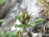 Trifolium scabrum