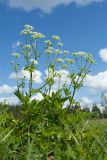 Chaerophyllum aromaticum