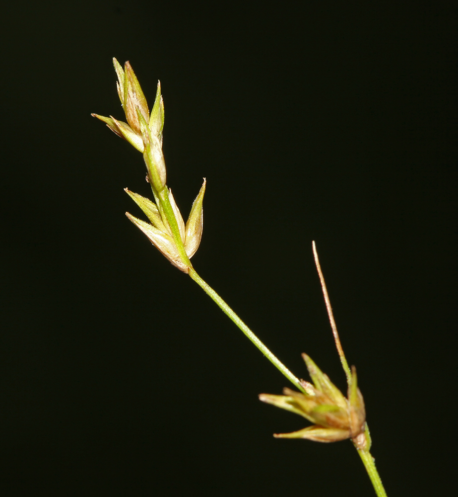 Изображение особи Carex remotiuscula.