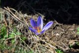 Crocus speciosus. Побег с цветком. Крым, гора Ай-Илия, лесостепь. 26.09.2018.