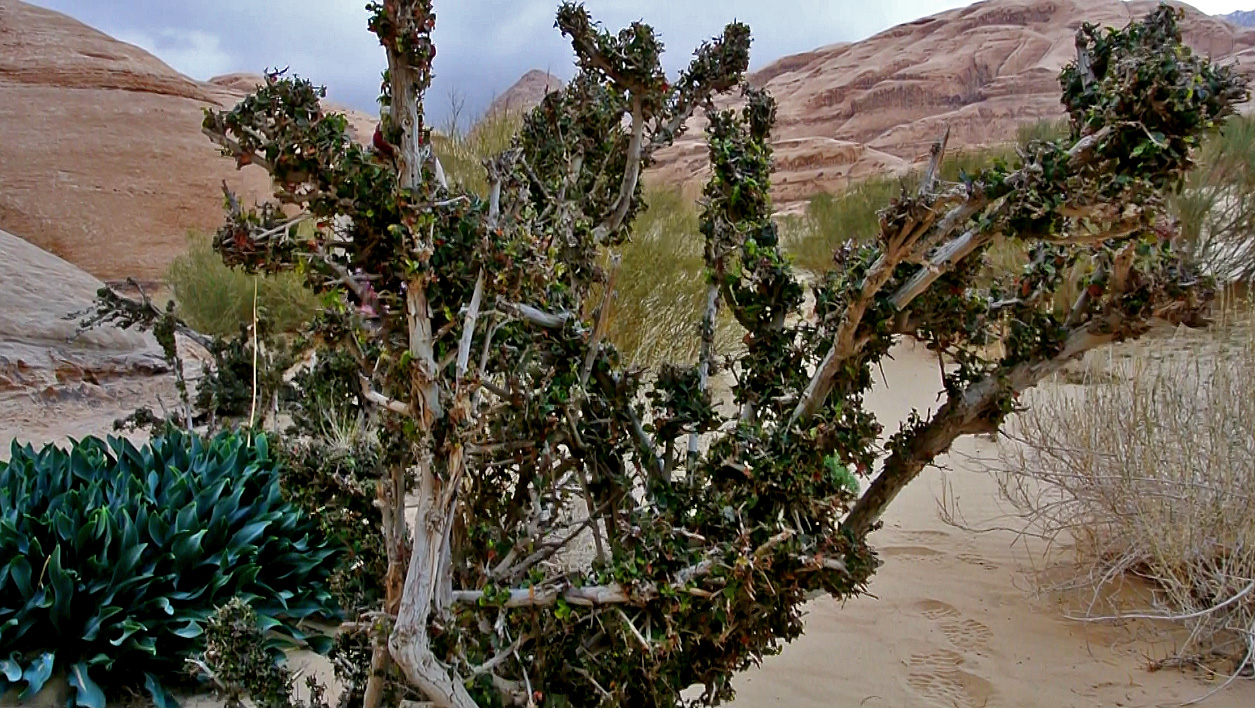 Изображение особи Ficus sycomorus.