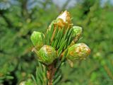 Picea obovata