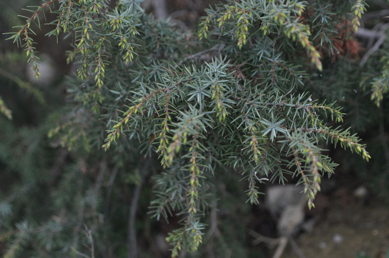 Изображение особи Juniperus deltoides.