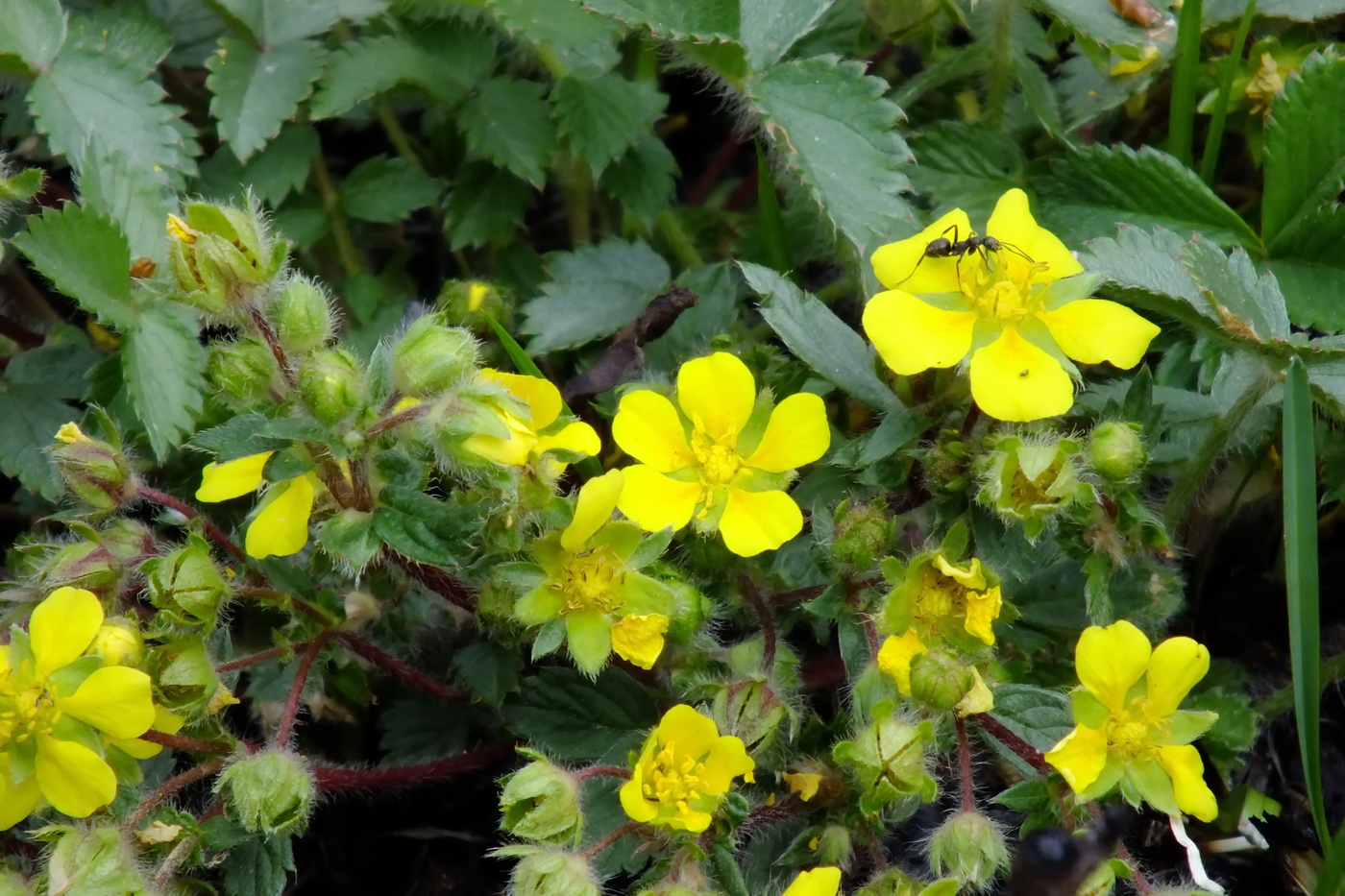 Image of Potentilla fragarioides specimen.