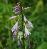 род Hosta