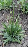 Armeria pseudarmeria