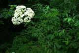 Sambucus form laciniata