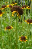 Rudbeckia hirta. Верхушки нормальных и аномального цветущих побегов. Пермский край, пос. Юго-Камский, частное подворье. 22 июля 2020 г.