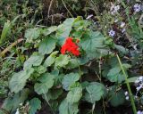 Pelargonium hortorum. Цветущее растение в культуре. Новосибирск. 21.09.2010.