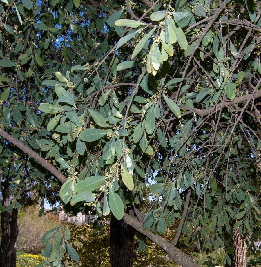 Изображение особи Gymnosporia senegalensis.