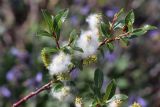 Salix saposhnikovii