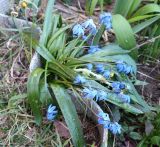 Scilla siberica