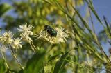 Clematis vitalba