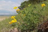 Coronilla coronata