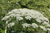 genus Heracleum